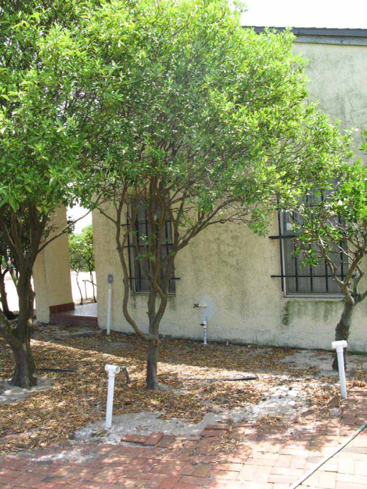            Habit (Winter Haven, FL)   